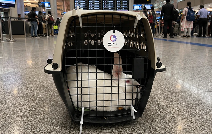 Fiberglass-Pet-Crate-ipata